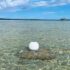 Aqua Lantern solar buoy white day view
